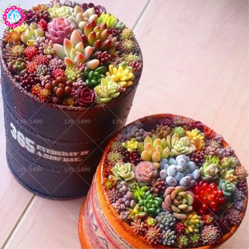 succulant seeds Rainbow Colored Succulent Seeds – Cutie Gifts Store