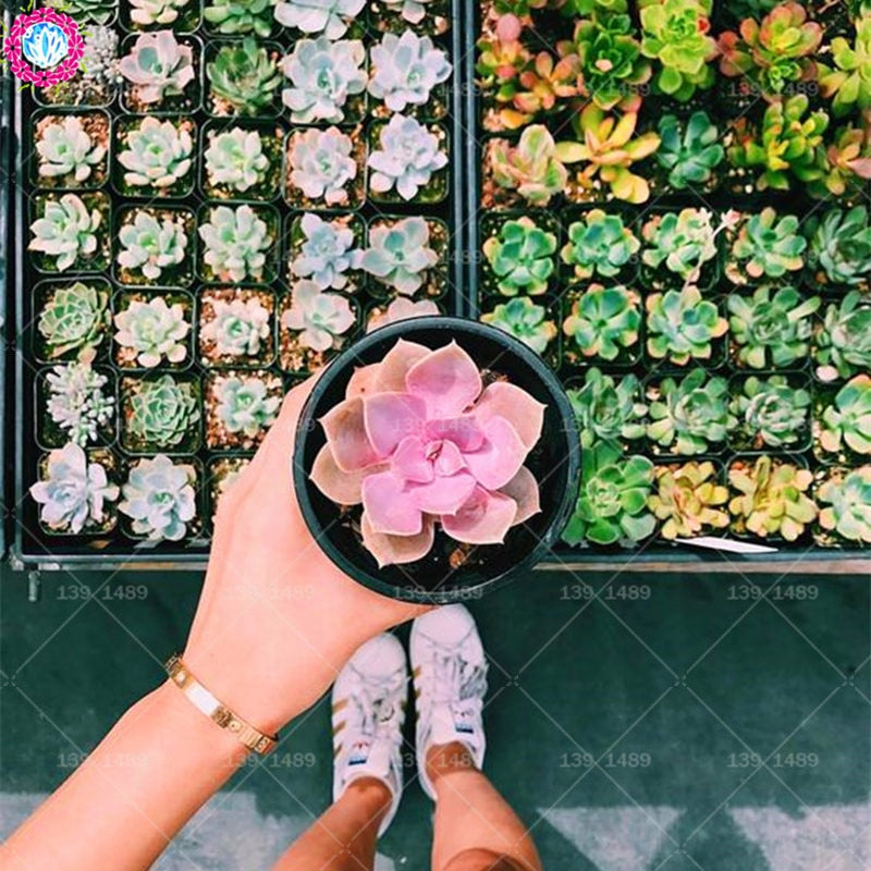 colored succulent Rainbow Colored Succulent Seeds – Cutie Gifts Store