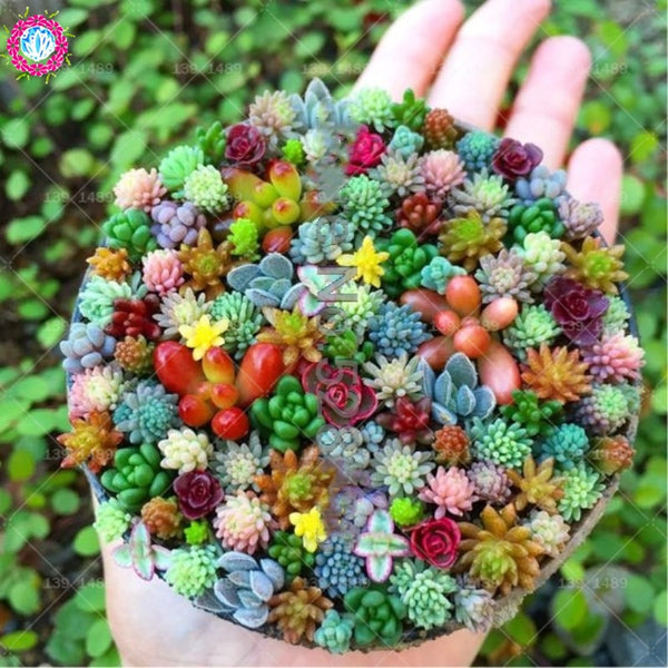 succulents seeds Rainbow Colored Succulent Seeds – Cutie Gifts Store