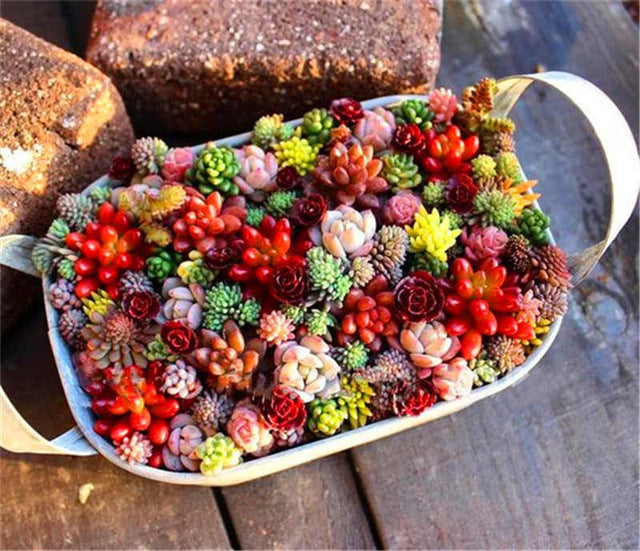 rainbow colorful succulents Rainbow Colored Succulent Seeds – Cutie Gifts Store